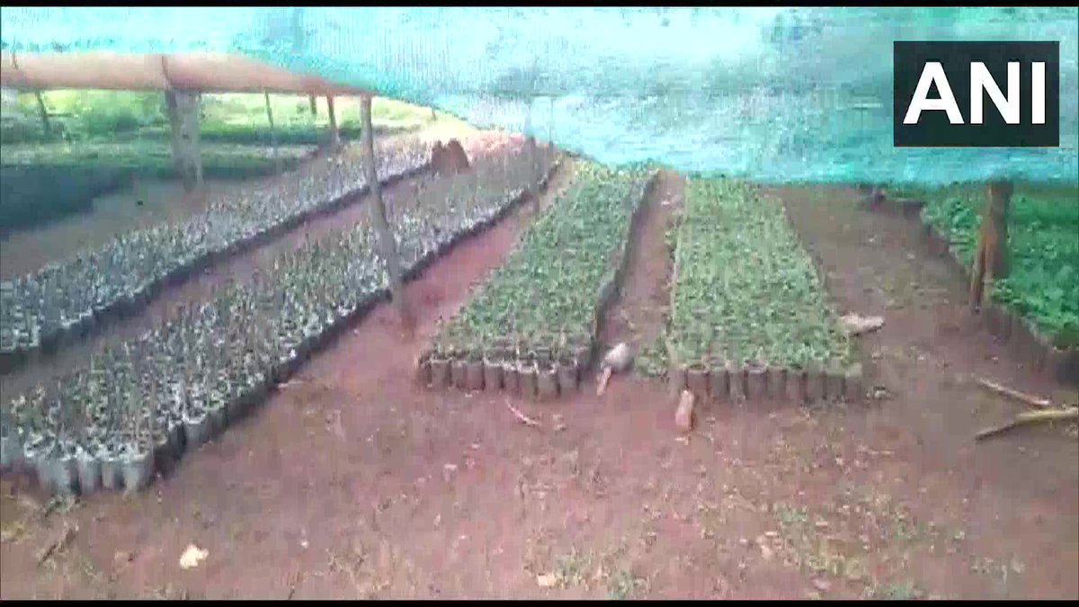 Odisha | Coffee farming is transforming the lives of the tribal population of Ko... - Kannada News