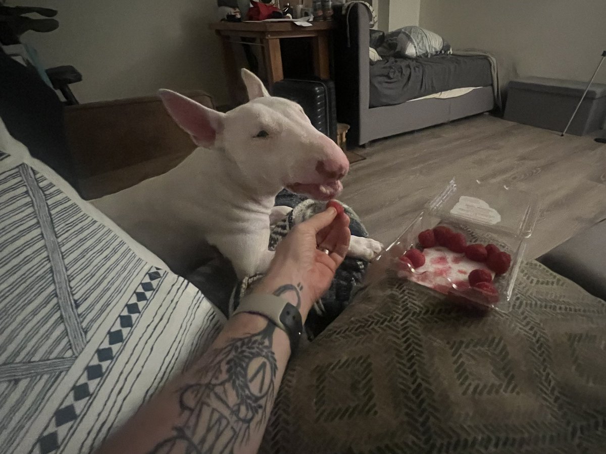 ShirleyIamMilk's tweet photo. Night time #vegan snack, raspberries, with ma boy. #QualityTimeWithDad https://t.co/aDe0wnSCwF
