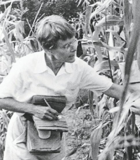 voigt_drew's tweet photo. Today is one of my favorite scientist’s birthdays: Barbara McClintock. McClintock, a Nobel Prize laureate, was a titan of genomics research and discovered genetic transposition. I grew up hearing tales of McClintock’s research from my late grandfather, Paul Voigt (1/3) https://t.co/nHzTMGSxXv