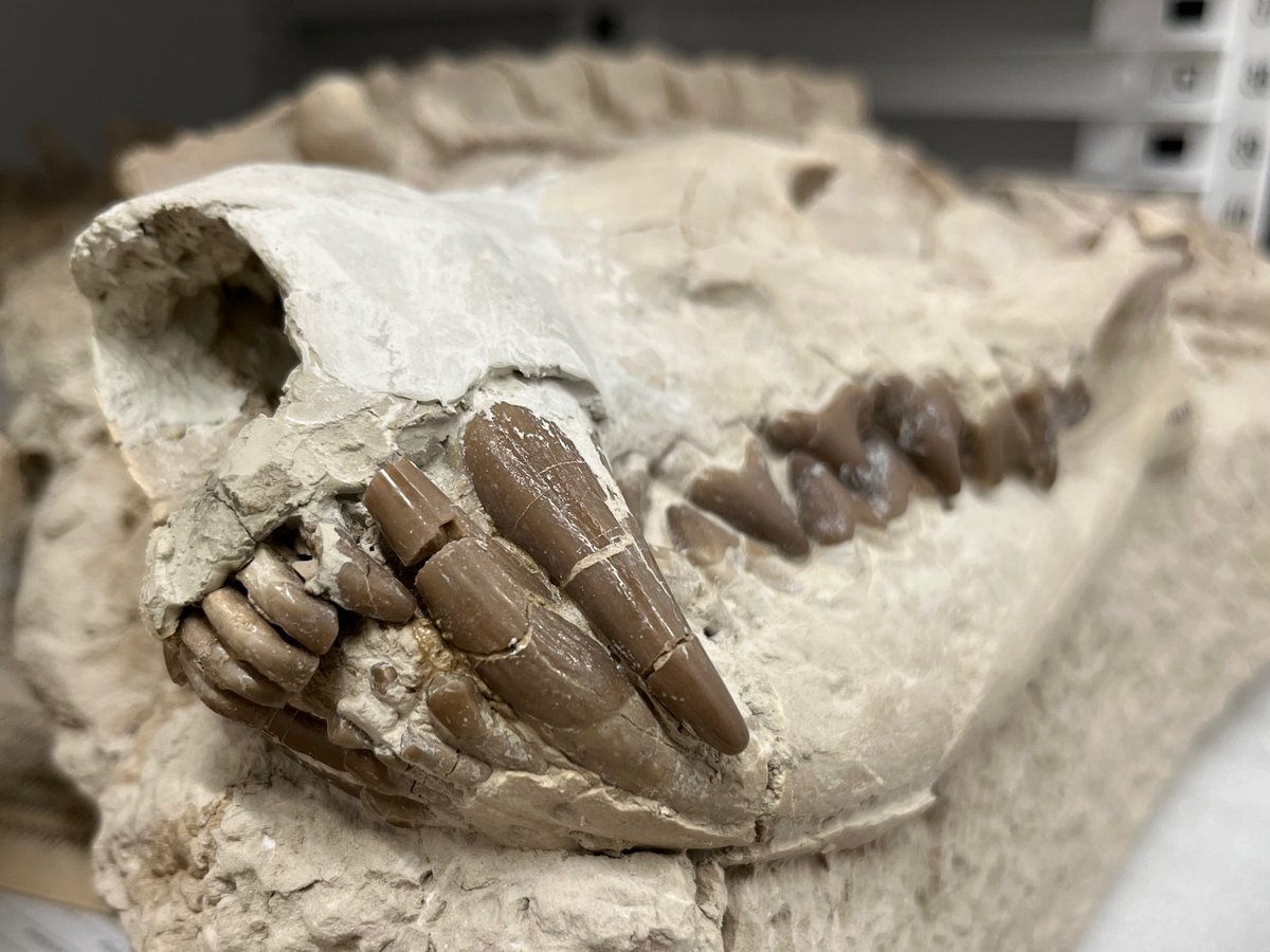 Paleo_Tykoski's tweet photo. A block containing a well-preserved, partial #Hyaenodon skeleton. Really nice meat-slicing #teeth in this 30-33 million year-old, wolf-sized, predatory mammal. You wouldn't want this beast chomping down on an arm or leg! #FossilFriday #paleontology #fossils @PerotMuseum https://t.co/NGx36eBCnU