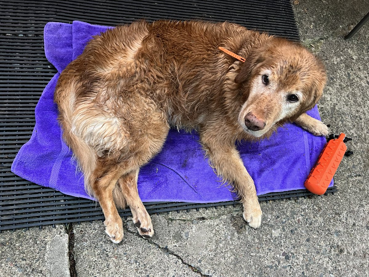 tonOapples's tweet photo. @TheGoldenRatio4 Caesar is just like Nacho—damp and happy https://t.co/88X4SnTYqz