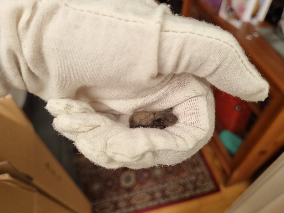 I can't emphasise enough how smol this baby bat is. He survived his first night which is great!