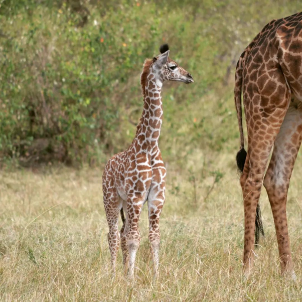 AardowolfA's tweet photo. Kenya Weekend Breaks are designed for those who are looking for spending a weekend or 4-5 days in the natural wonderland; Kenya. We have carefully crafted some of the thrilling safari itineraries that will take the short-break planners.

#Aardwolfafricasafari #Kenyasafari https://t.co/od6Zl15IGN