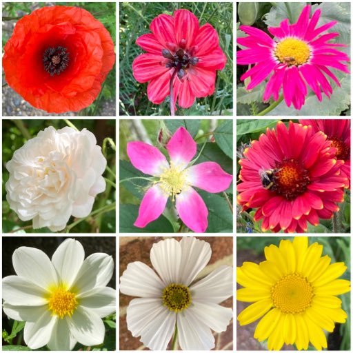 #flowersonfriday Photo,#flowersonfriday Photo by 🌱 🐈 Annette 🧵 🧟‍♀️,🌱 🐈 Annette 🧵 🧟‍♀️ on twitter tweets #flowersonfriday Photo