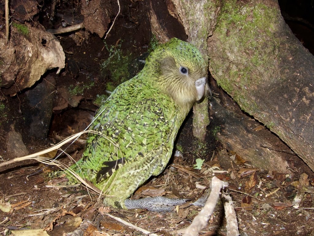 takapodigs's tweet photo. All of the #kakapo chicks on Whenua Hou and Anchor have fledged (left the nest). They’ll stay with their nest mother for several months before becoming independent. They won’t count towards the official population until they’re 150 days old. #kakapo2022 #conservation #parrots https://t.co/1VvHtSwvHA