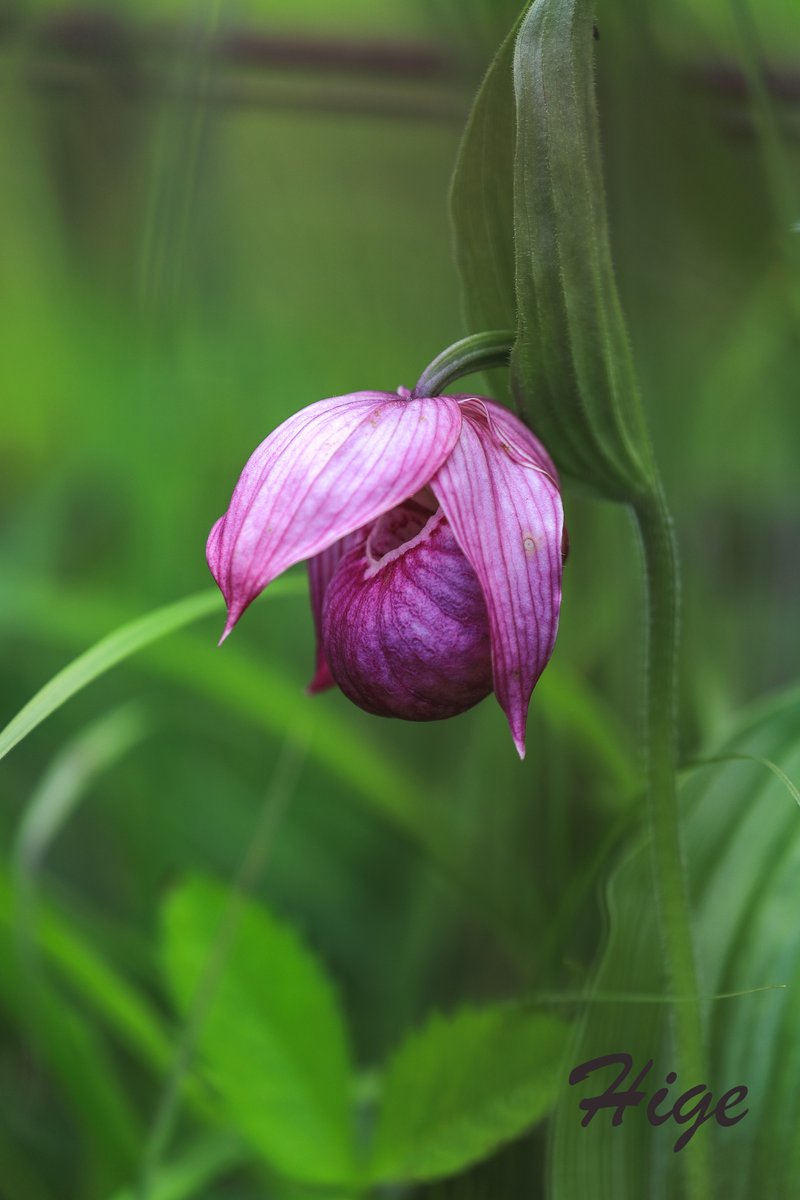 Hige Higegorillakun Twitter