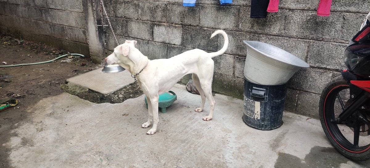 harish100899's tweet photo. My Rajapalayam breed female dog is missing on my 15th Jun.if any body seen kindly please let me call
 8148303694 / 9789806547 
Female,White colour
#Potheri #Kattankulathur #maraimalainagar #Guduvanchery #urapakkam #Chengalpet #Tambaram #tamilnadu #india #rajapalayamdogs #dogsmiss https://t.co/jzAfYGrbOf