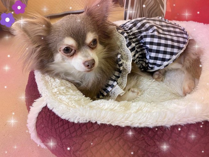 保護犬カフェ天神橋店のtwitterイラスト検索結果