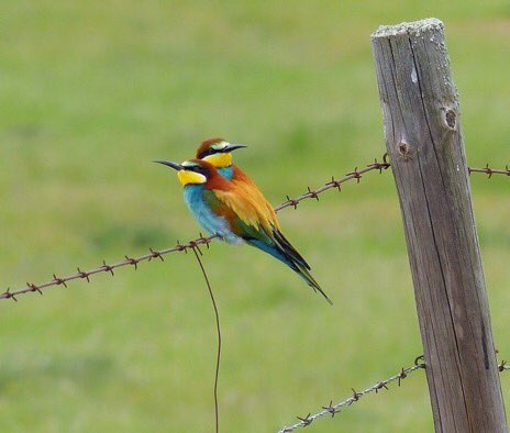 AlanDaviesbirds's tweet photo. Have a fantastic Friday! Wonderful news European Bee-eaters are nesting in #Norfolk announced on @BBCSpringwatch #FridayVibes #fridaymorning #birdphotography #wildlifephotography #NaturePhotography #birding #TwitterNatureCommunity #30DaysWild #birdwatching https://t.co/13KKBTF8Mo