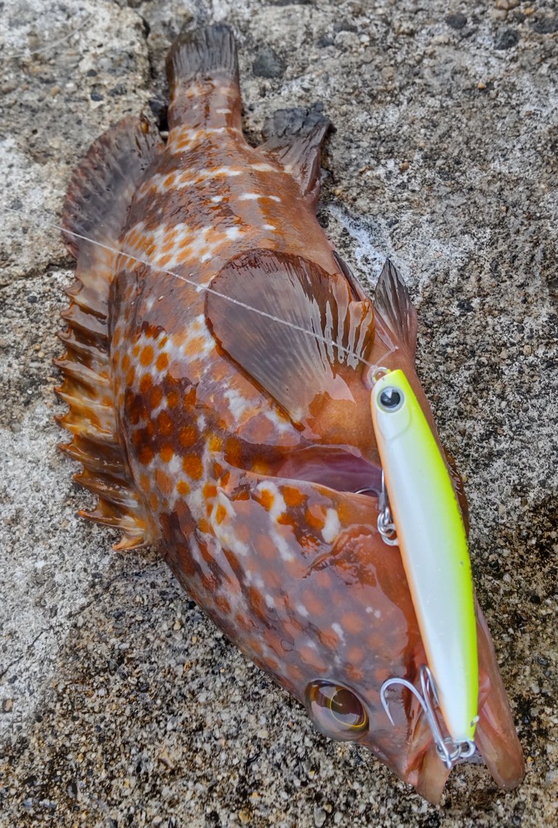 Ima ばやし丸 さんクリア アイテム Yoichi 70 Diet 釣果日時 6 10 17 49 エリア 富山県 河口 シーバス狙いのキジハタでした 濁りにはパール系です 第6回missionはこちら T Co Ny0glzui2c T Co Kx0bp6yjqm Twitter Ima ばやし丸 さんクリア アイテム Yoichi 70 Diet 釣果日時 6 10 17 49 エリア 富山県 河口 シーバス狙いのキジハタでした 濁りにはパール系です 第6回missionはこちら T Co Ny0glzui2c T Co Kx0bp6yjqm Twitter