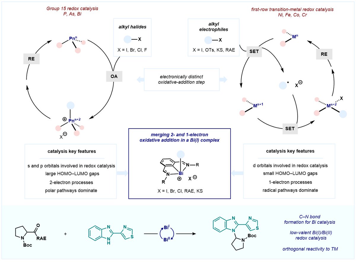 Single electron oxidative addition at Bismuth unlocks radical cross-coupling catalysis in C-N couplings. Work led by <a href="/mato_mauro/">Mauro Mato</a>. Great job from all involved! chemrxiv.org/engage/chemrxi…