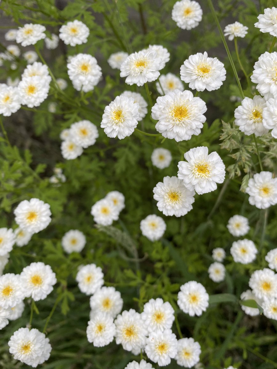 I think this is sneezewort. It’s very pretty whatever it’s called and I love it growing in my garden.