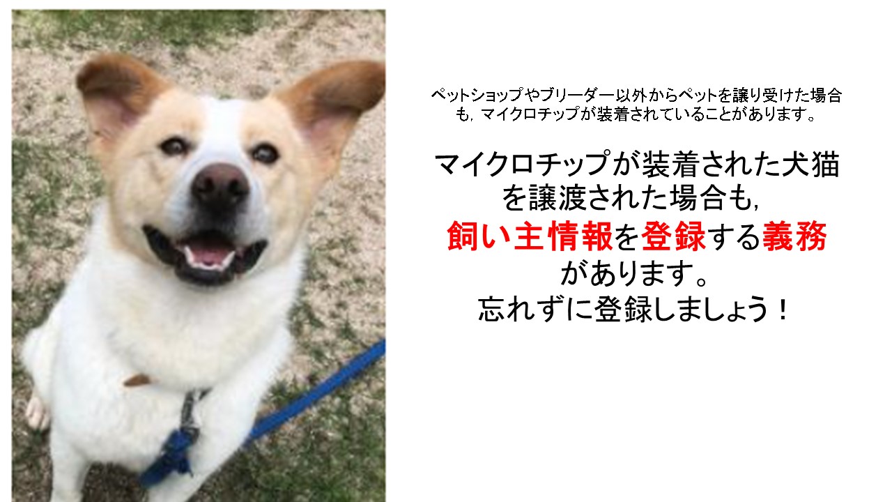 広島県 Ar Twitter 譲渡犬紹介 現在 広島県動物愛護センターで譲渡対象となっている成犬の動画を掲載しました 動物愛護センターでは 一般の方に譲渡する犬猫にマイクロチップを装着して譲渡しています 飼い主情報の登録を忘れずに行いましょう マイクロ