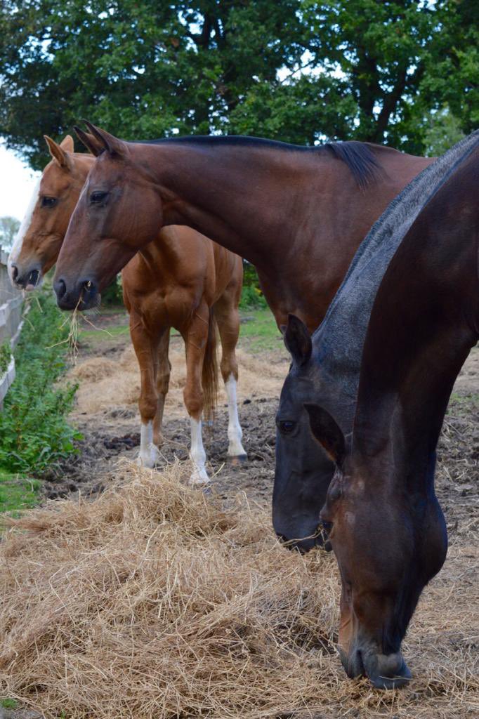 RAF Polo Association tweet media