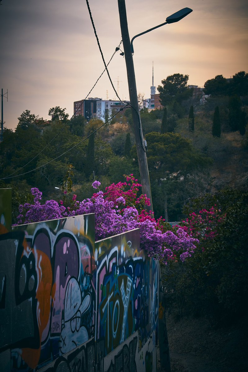 Bougainvillaea and graffiti at twilight

📸 Fujifilm X-T3

📷 Fujinon XF 50-140mm F2.8 R LM OIS WR

⚙️ Distance 50.0 mm - ISO 160 - f/8.0 - Shutter 1/250 

#barcelona #city #flowers #trees #bouganvillea #graffiti #streetphotography #urbanphotography #sunset #clouds #photography