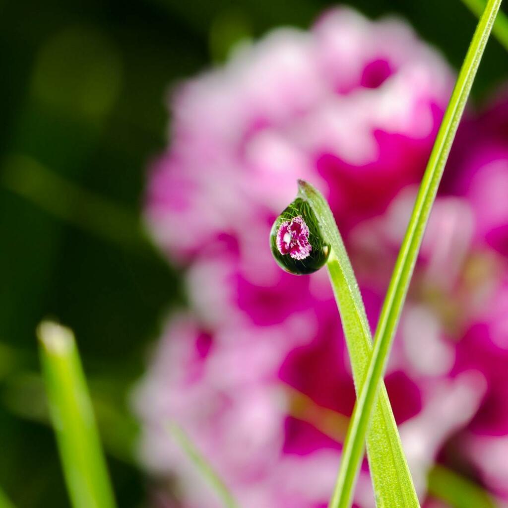 DavidVinot's tweet photo. Morning photography to not miss the dew
.
#dewdrops #dew #flowers #flower #garden #gardenlove #flowerstagram #flowerphotography #flowerlovers #flowerlover #pink #morning #morningvibes #nature #naturephotography #naturelovers #naturelover https://t.co/BzM9MisACH https://t.co/TTLYb1pF2E
