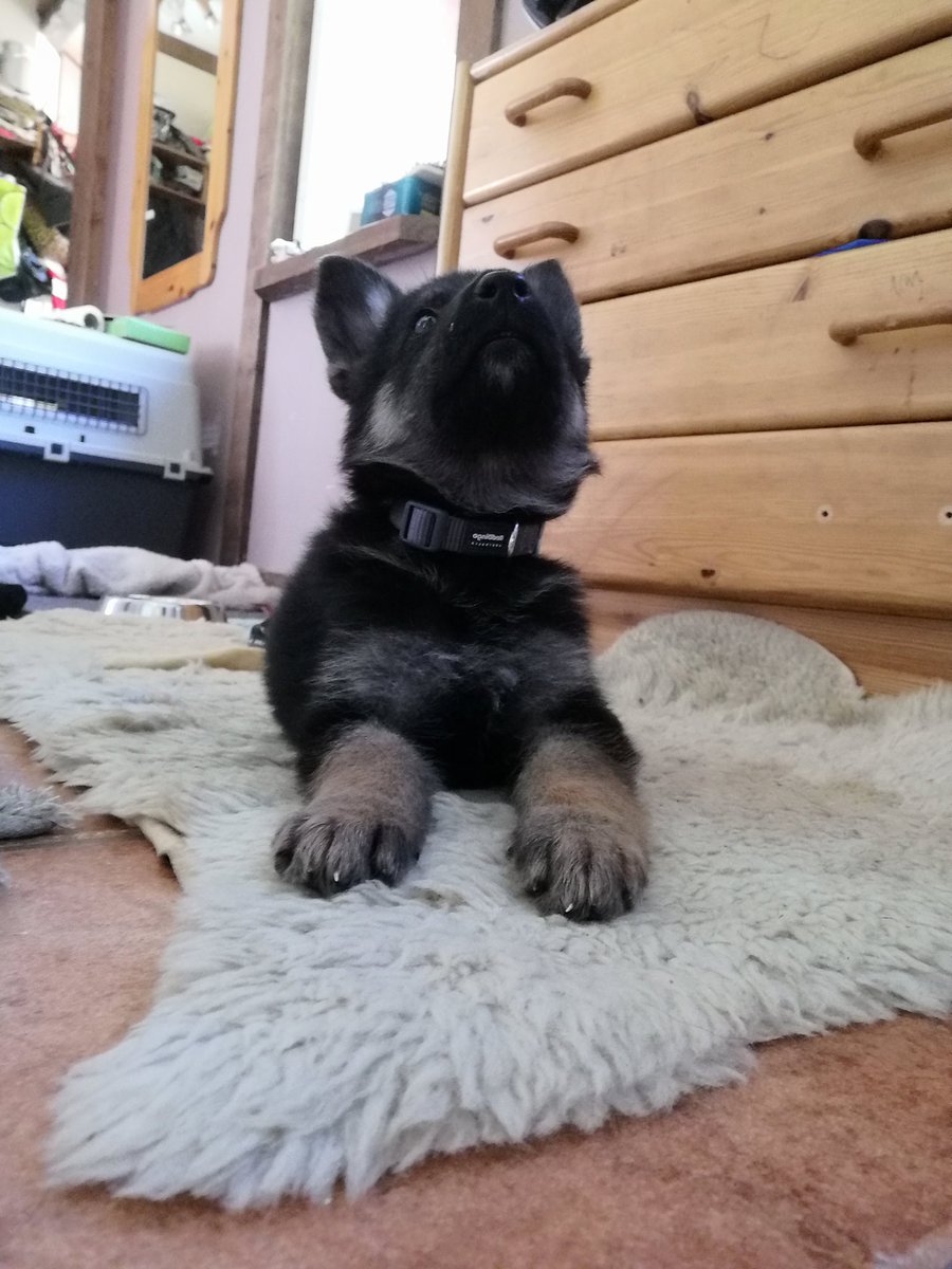 MiiaNiiranen's tweet photo. Huomenta.
Vedin blenderillä papuja pienemmäksi pennulle.Poika tuli metelin perässä alas todeten ziisus. Ei ole kuin äiti.
3 kg voimin #saksanpaimenkoira rohkeutta. Nukkui nätisti toisen yön ja kiipesi jo muutaman rappusen kunnes otin kopin koska meni liian hötkyilyksi.
#viljo https://t.co/iFXbEC13u2