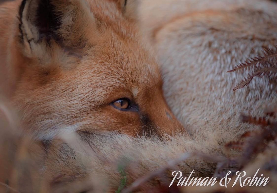 Beauty , curled up . #FoxOfTheDay  by @putman_and_robin on Instagram