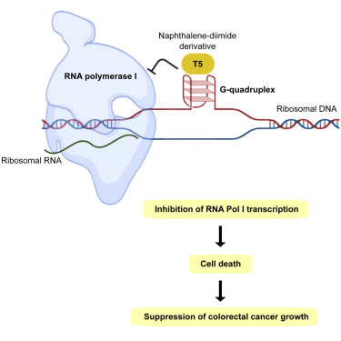 #ProducciónCientífica #IBSGranada 
"Targeting ribosomal G-quadruplexes with naphthalene-diimides as RNA polymerase I inhibitors for colorectal cancer treatment"

sciencedirect.com/science/articl…

<a href="/CanalUGR/">Universidad Granada</a> <a href="/hospital_hvn/">HUVN</a> <a href="/CSIC/">CSIC</a> <a href="/ualmeria/">Universidad de Almería</a>