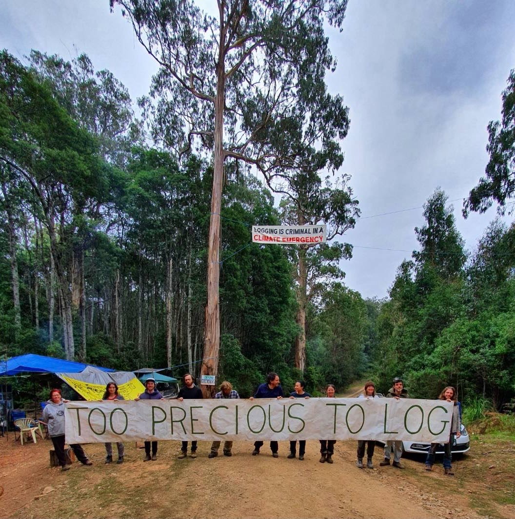 alliance_forest's tweet photo. Dan Andrews govt wants to pass draconian new laws that will see forest protectors in Vic face increased fines of up to $21,000 or 12 months in jail, for peaceful protest in #nativeforests scheduled for #logging 

Join us this Tues 21 June, 9.30am, Parliament steps #springst https://t.co/kf5sNsmtK3