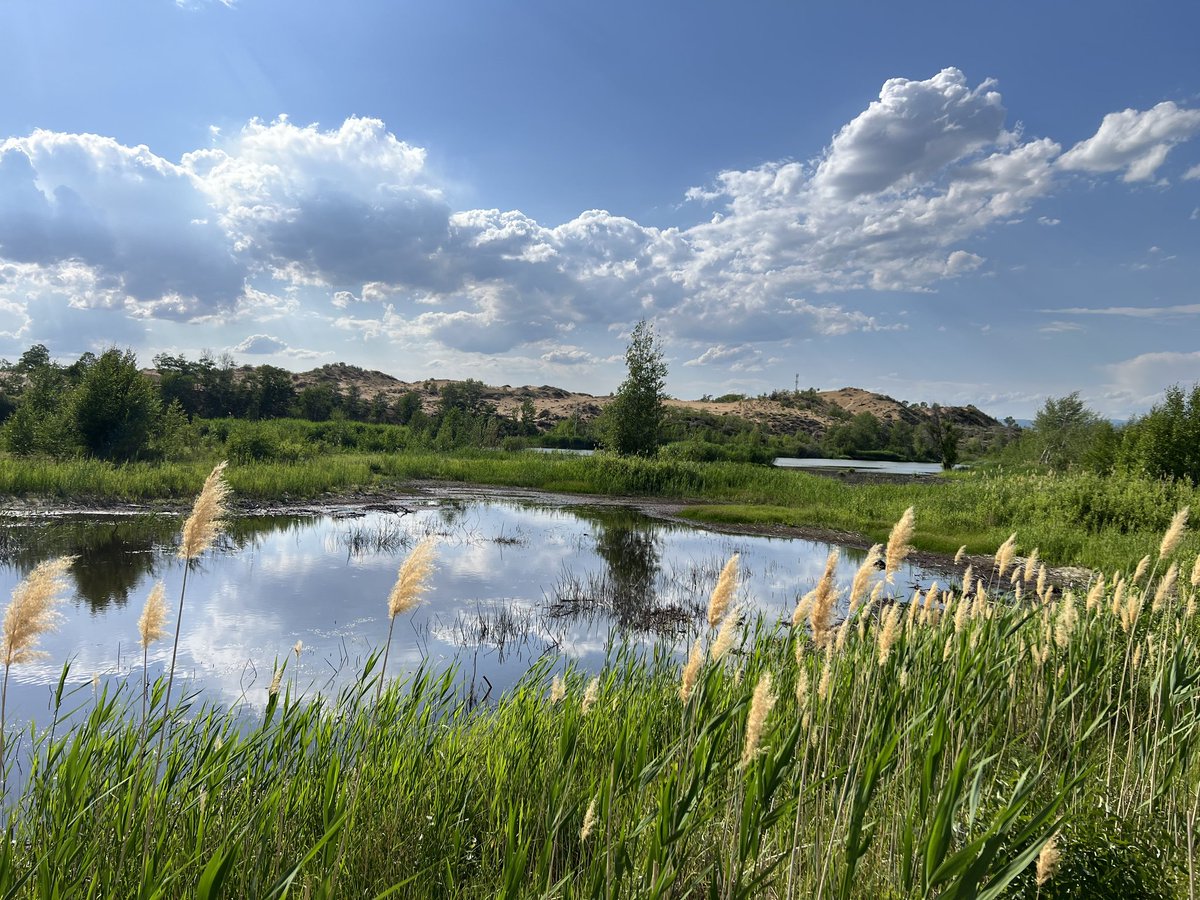 Edwardedededed's tweet photo. The reeds flutter https://t.co/unYBxlnpT5