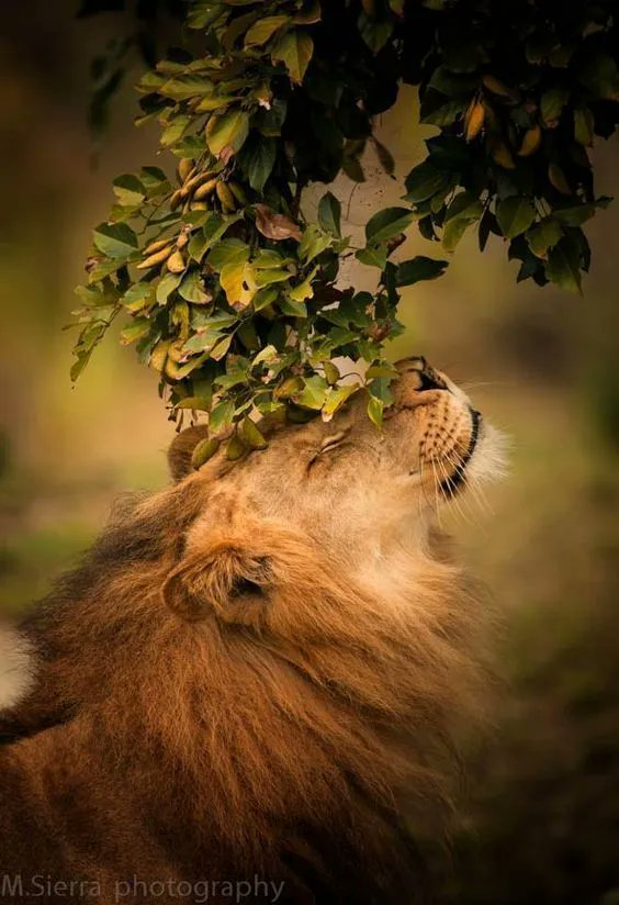 noveliciouss's tweet photo. As you breathe in, cherish yourself. As you breathe out, cherish all Beings.
Dalai Lama
#writing #gratitude https://t.co/W6NcVLYgoK