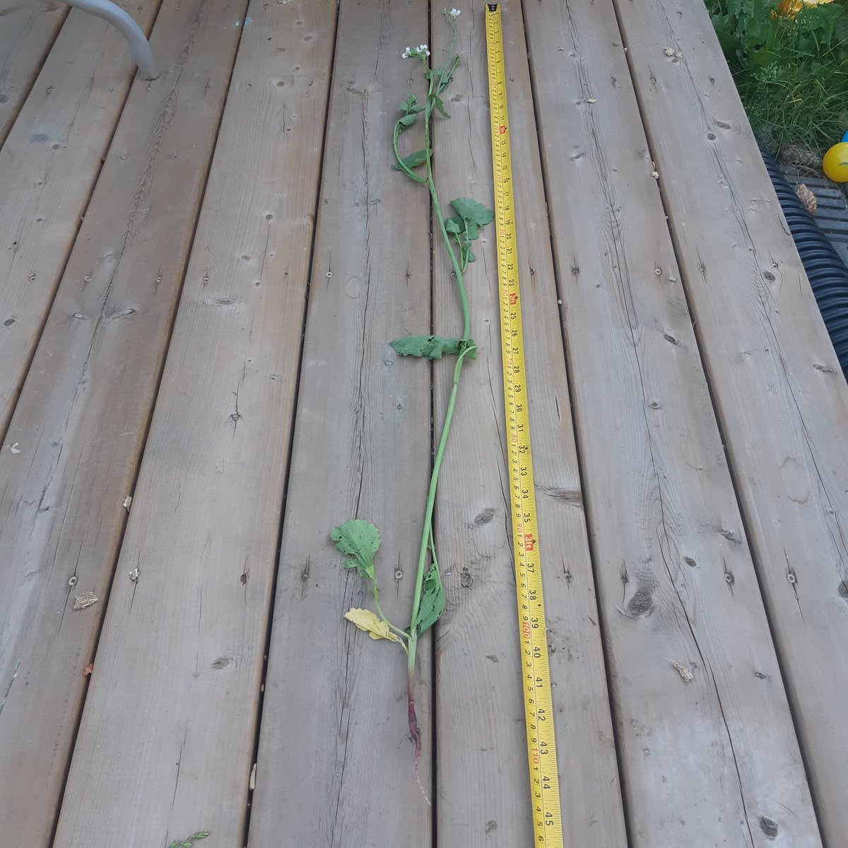 45" tall radish seed that has bolted to seed!   Not much root to eat! #garden #vegetables #outdooreducation