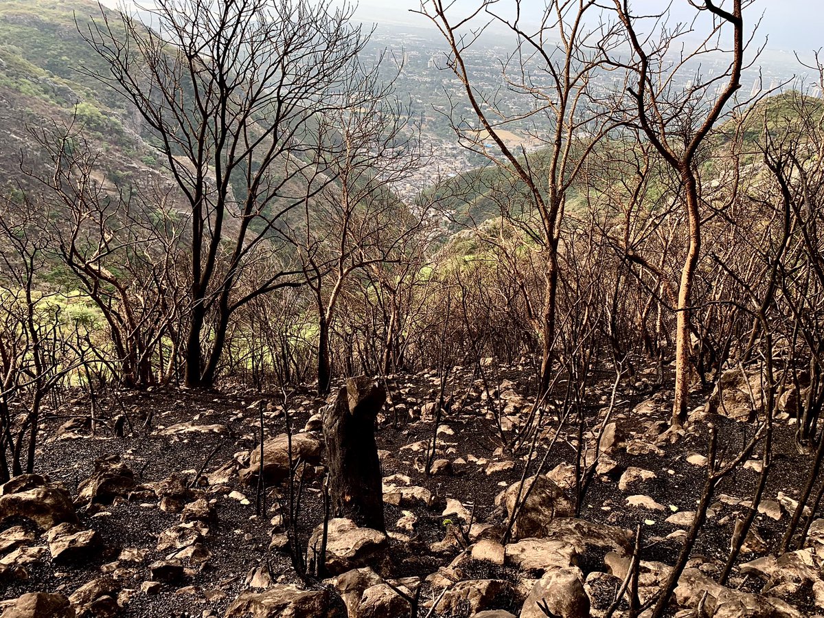 CTurnerFCDO's tweet photo. Fire damage in the #Margallas - thank you to firefighters at @CDAthecapital & all those who work in this difficult heatwave against #ClimateChange #FridayMorningWalk https://t.co/CSBv7dPyka