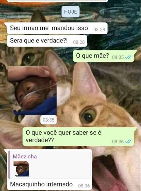 animais fofinhos na sua timeline tweet media