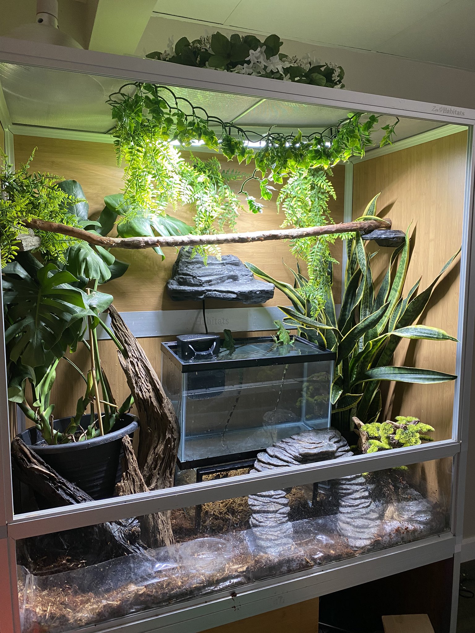 Chinese Water Dragon Cage