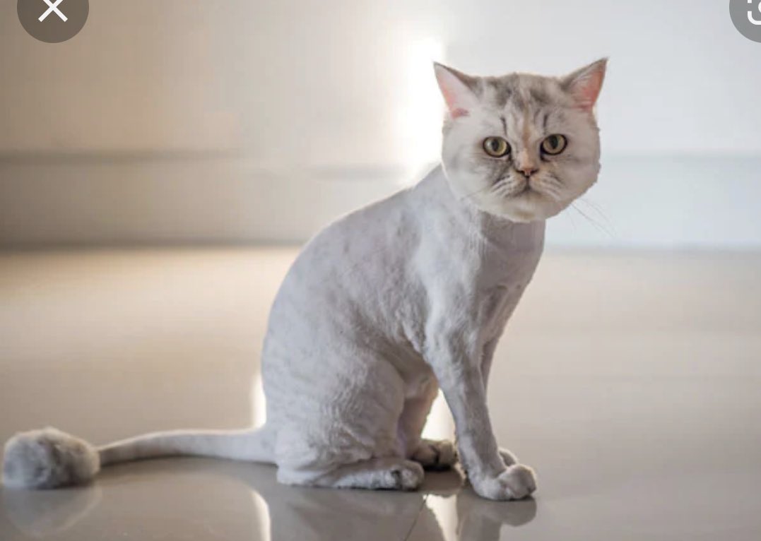 Стрижка британского кота