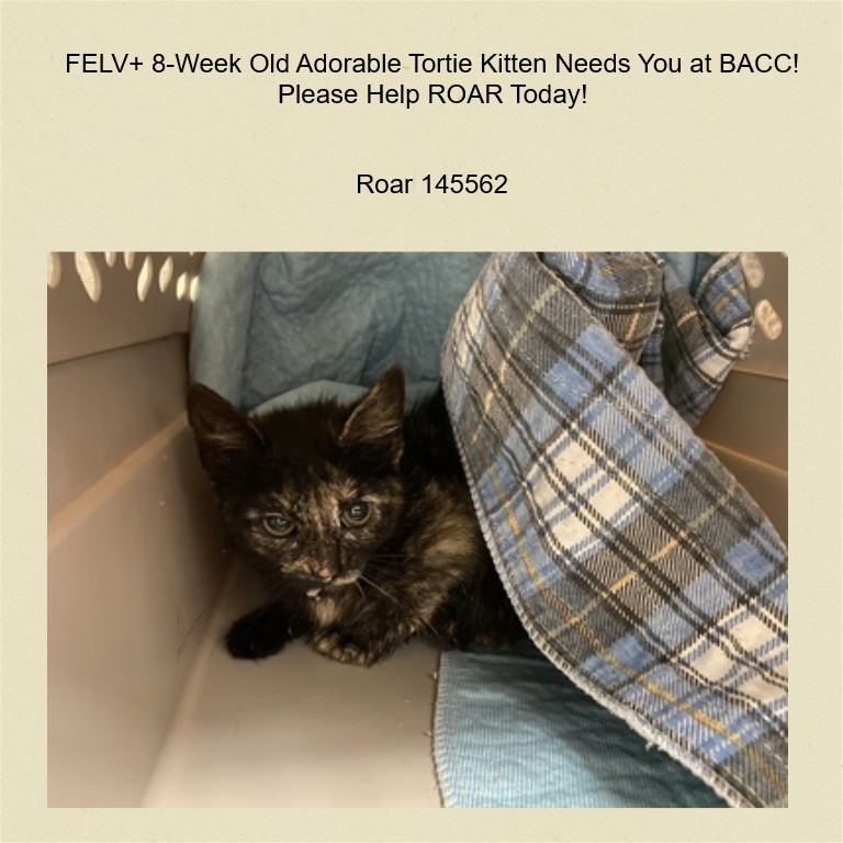 DubJH1009's tweet photo. https://t.co/LgKEYafe6P #NeedsHelpNow #HelpHerASAP #SOS #DontLetHerDie #nyc #cats #kitten https://t.co/T25Xt84ihs