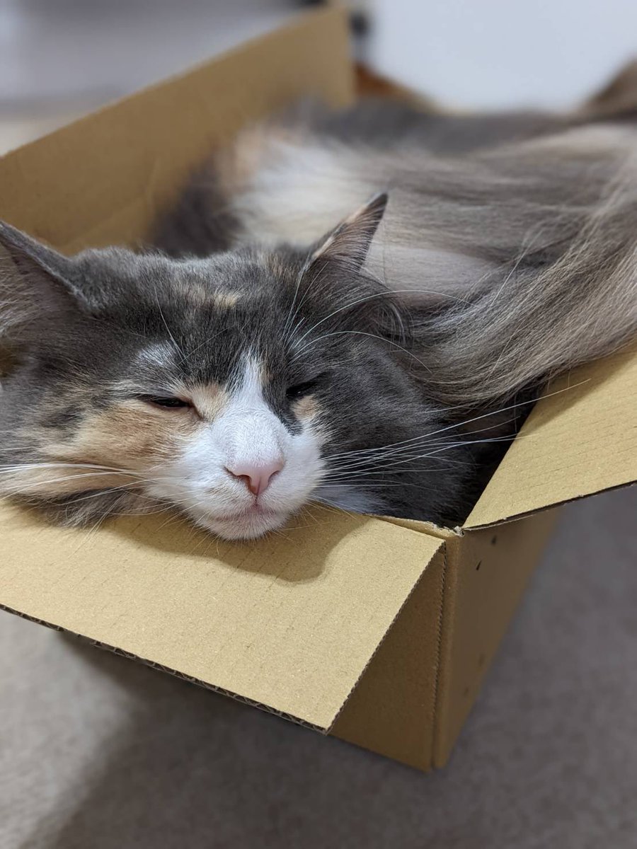 猫！