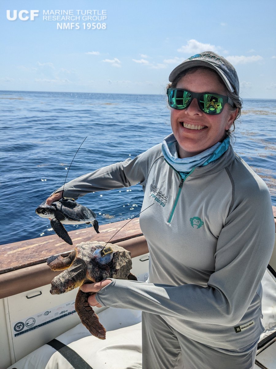 erin_seney's tweet image. Happy #WordSeaTurtleDay! While I spend a lot of time at a computer, I am also very lucky to get in some field time on the beach, nearshore, &amp;amp; offshore to work with these amazing protected animals &amp;amp; an even more amazing group of people in the #UCFTurtleLab! #SeaTurtleWeek