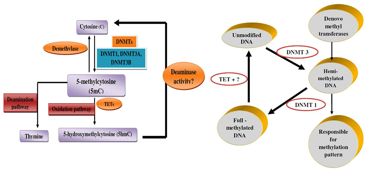 Landmark_IMR's tweet photo. Welcome to read📖Epigenetic alterations in cancer, by Ramalingam Nirmaladevi et al. @AvinashilingamW
https://t.co/EuKTg1v9ng
#epigenetics #Genomics #CANCER #Genetics #HistoneModifications #Tumor https://t.co/4Gw9wNj9Y6