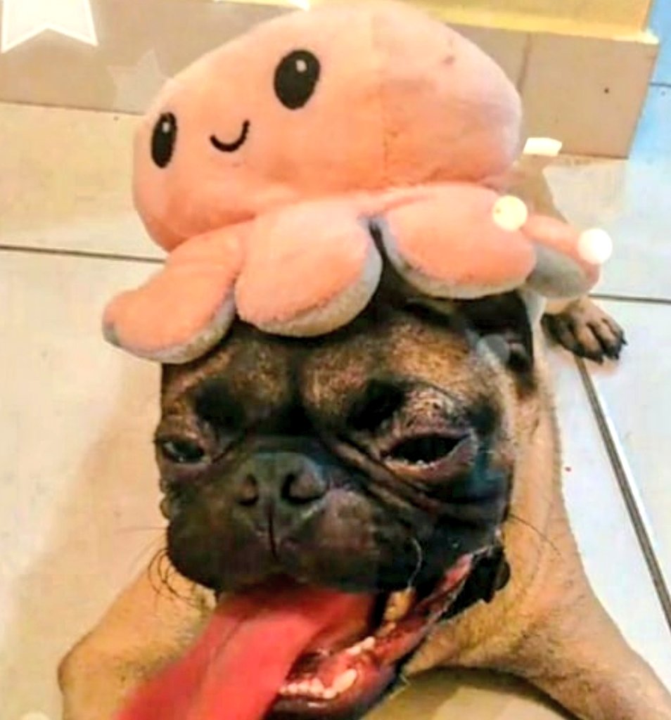 adventuremikeee's tweet photo. Me with reversible octopus π #mikethepugadventures #pug #puglife #reversibleoctopusπ #fypγ· https://t.co/PZoJZgh9az