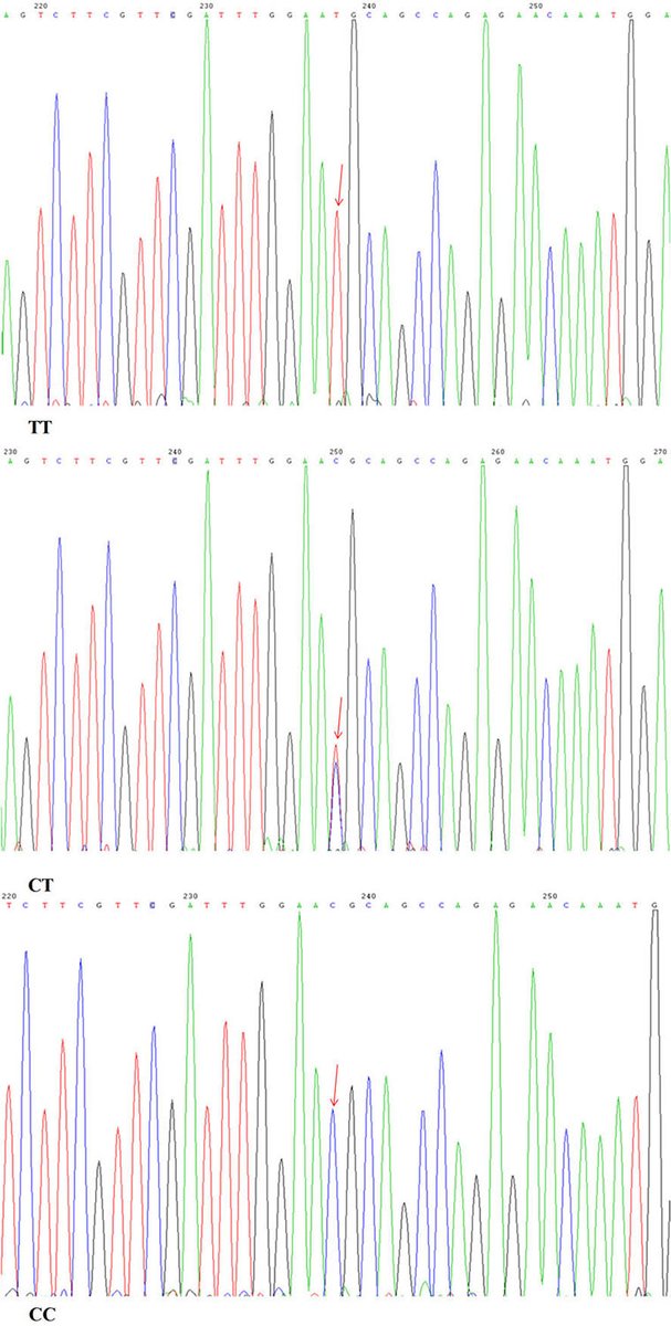 Landmark_IMR's tweet photo. Welcome to read📣The miR-145 rs353291 C allele increases susceptibility to atherosclerosis, by Heng Yang, Ren Gu et al.
https://t.co/cN9iIdbfUF
#Atherosclerosis #cardiovascular #miR_145 #MCP1 #IL_6 https://t.co/kTuCmcSRkw