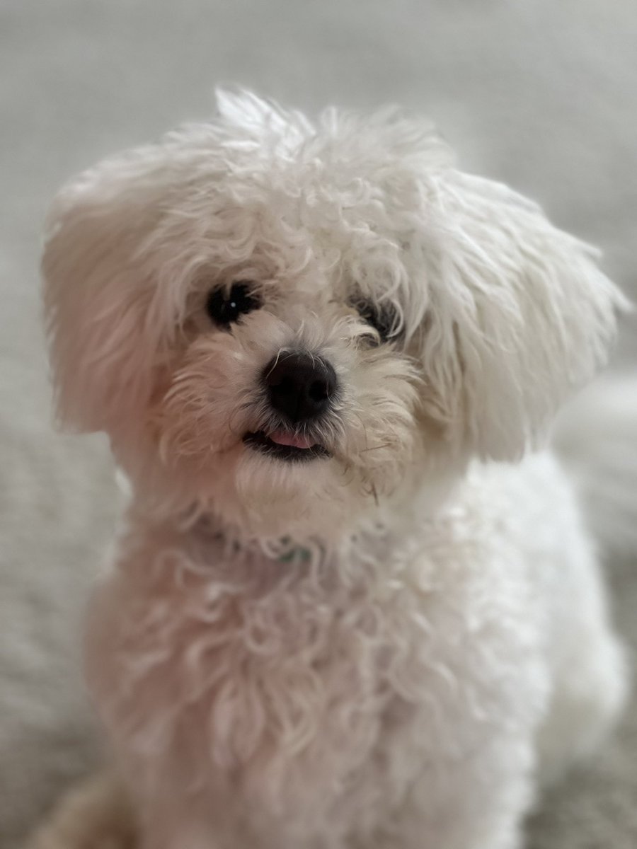 Lauren Roche 🌻 tweet media