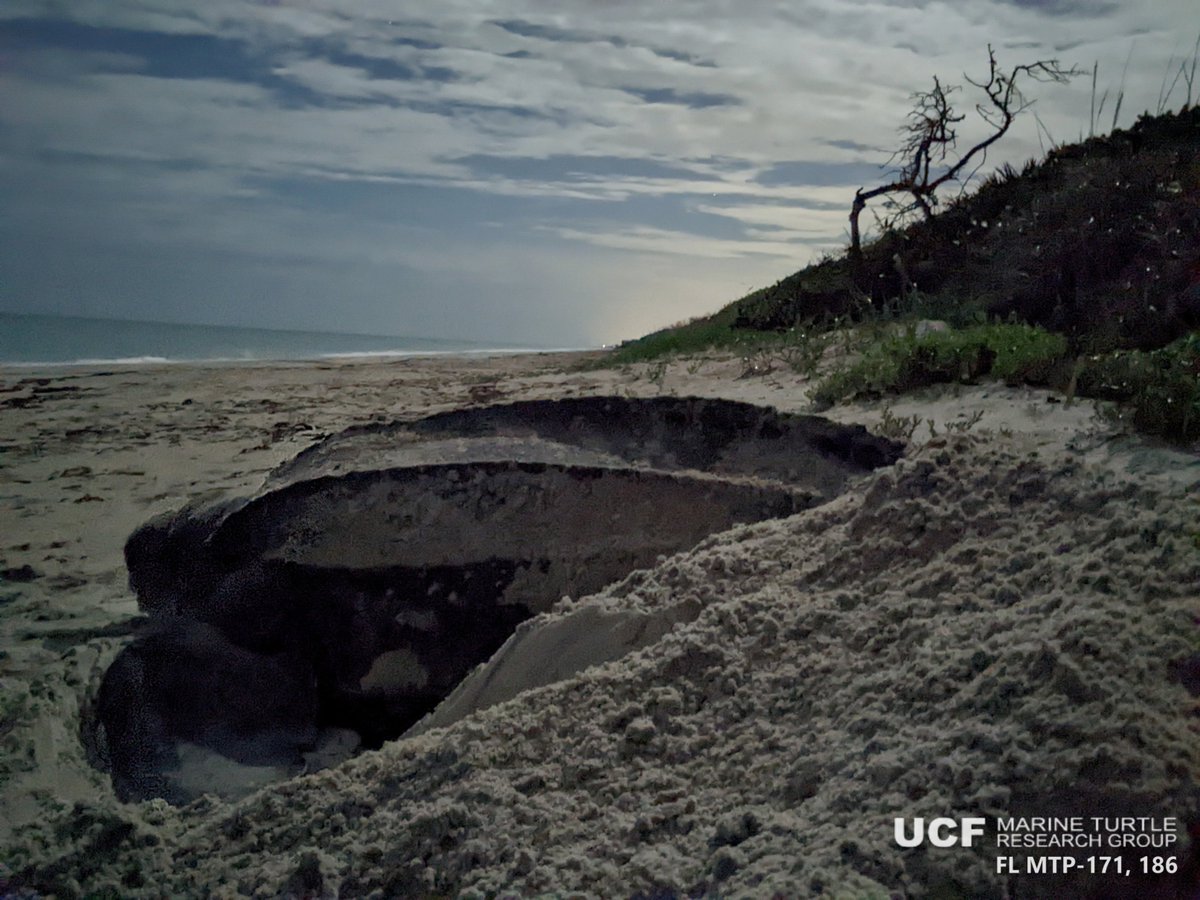 erin_seney's tweet image. Happy #WordSeaTurtleDay! While I spend a lot of time at a computer, I am also very lucky to get in some field time on the beach, nearshore, &amp;amp; offshore to work with these amazing protected animals &amp;amp; an even more amazing group of people in the #UCFTurtleLab! #SeaTurtleWeek