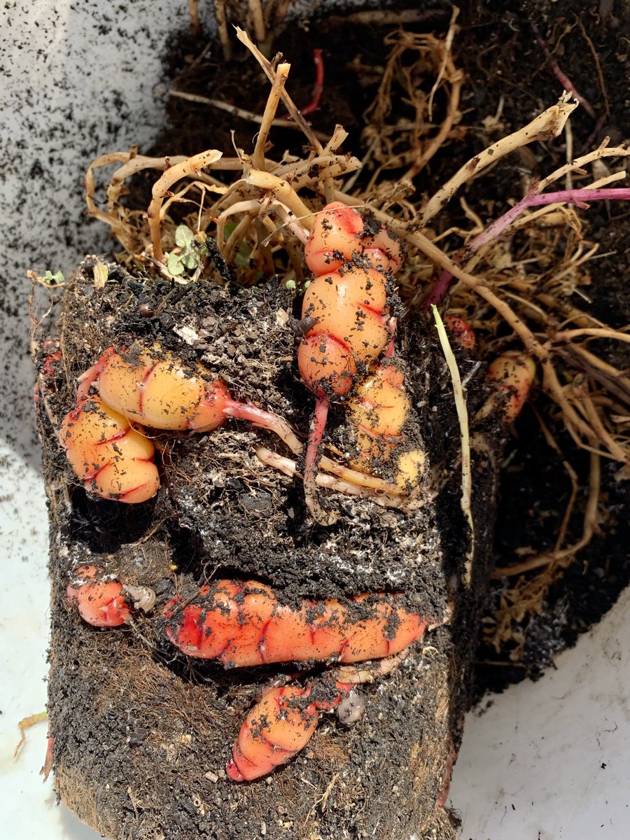 Dr Desirée Kozlowski on Twitter "RT nano_entity Currently harvesting Oca Oxalis tuberosa