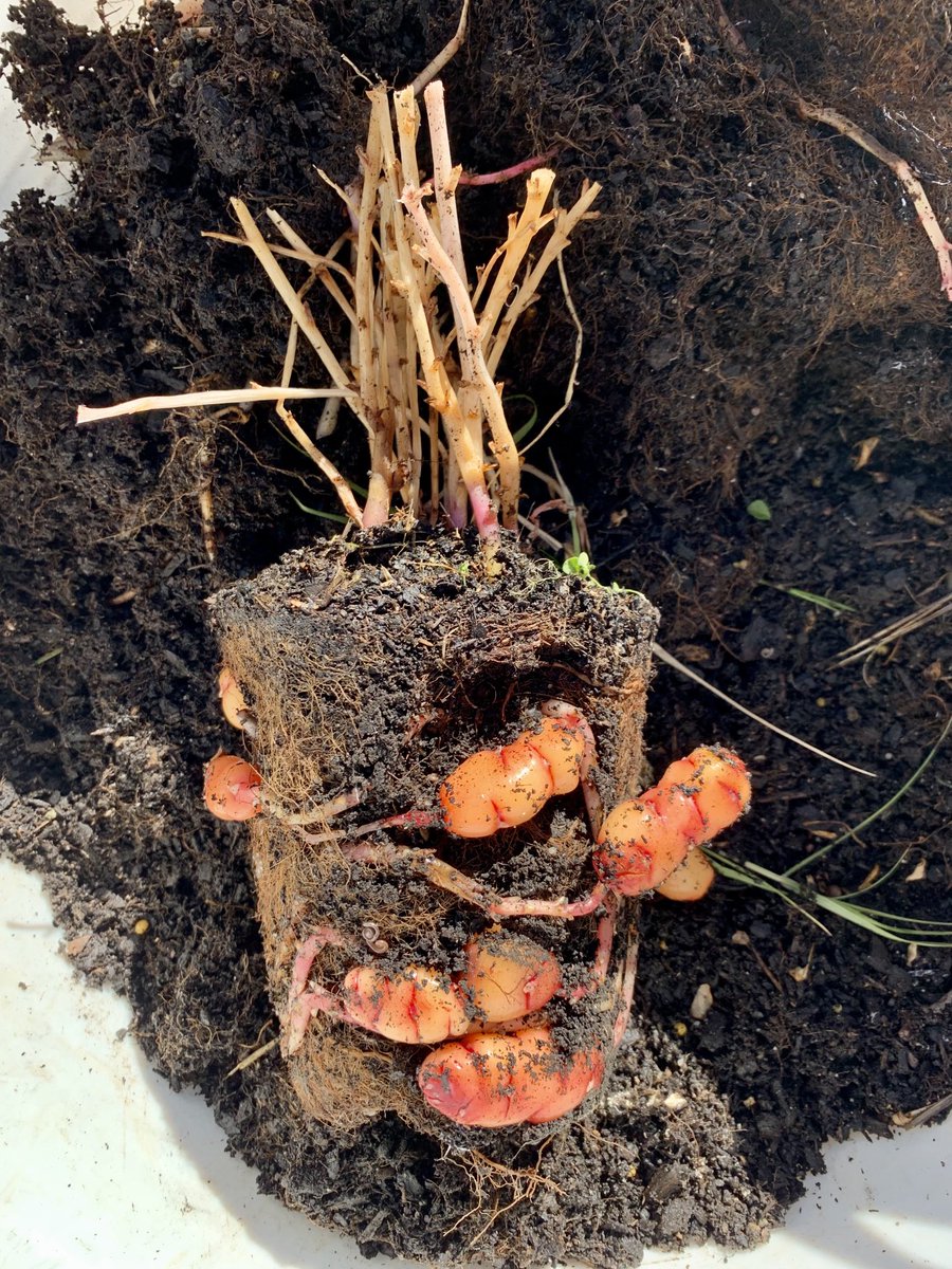 Dr Desirée Kozlowski on Twitter "RT nano_entity Currently harvesting Oca Oxalis tuberosa