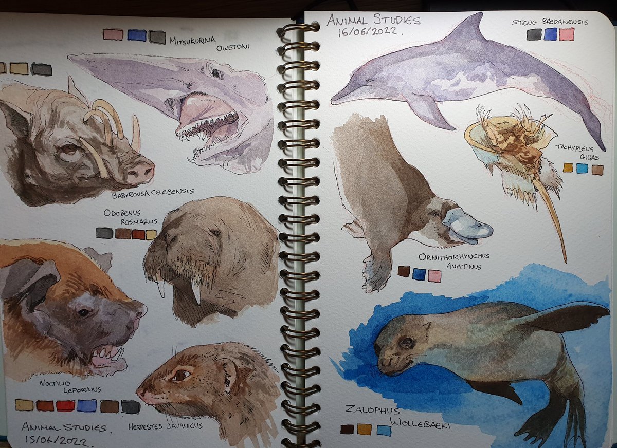 Some more studies based on you guys' suggestions! I've never drawn a horseshoe crab before, but this was CRAZY fun! 