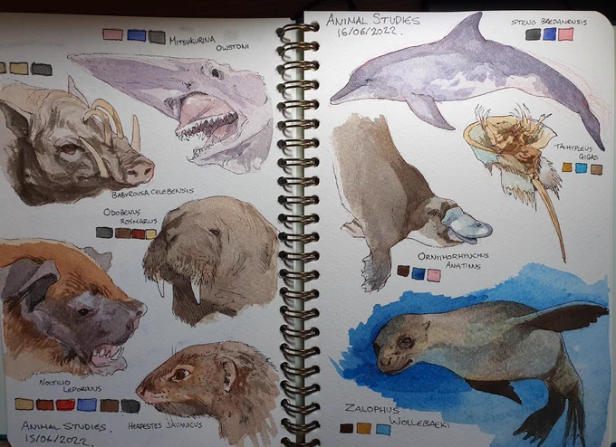 Some more studies based on you guys' suggestions! I've never drawn a horseshoe crab before, but this was CRAZY fun! 