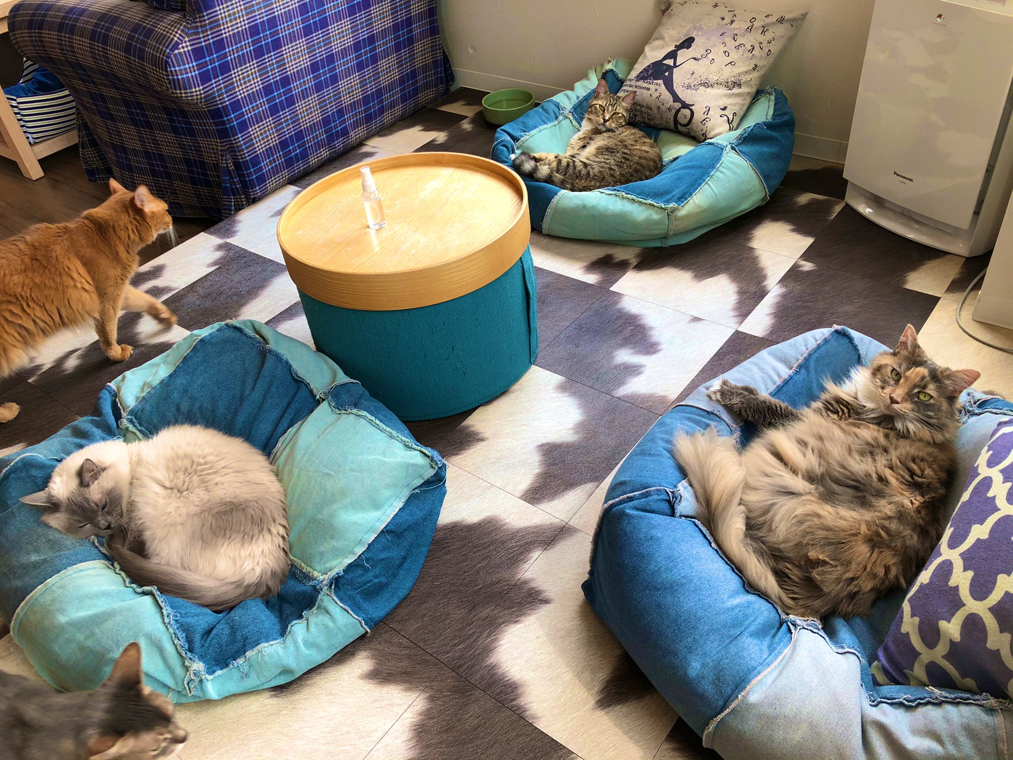 ネコカフェｍｏｎｔａ ネコカフェmontaは静かに始まっております ただ今 こちらのお席は満席です 猫 猫カフェ ネコカフェmonta 猫部 猫好き 浅草 T Co Ezduwhiwjr Twitter