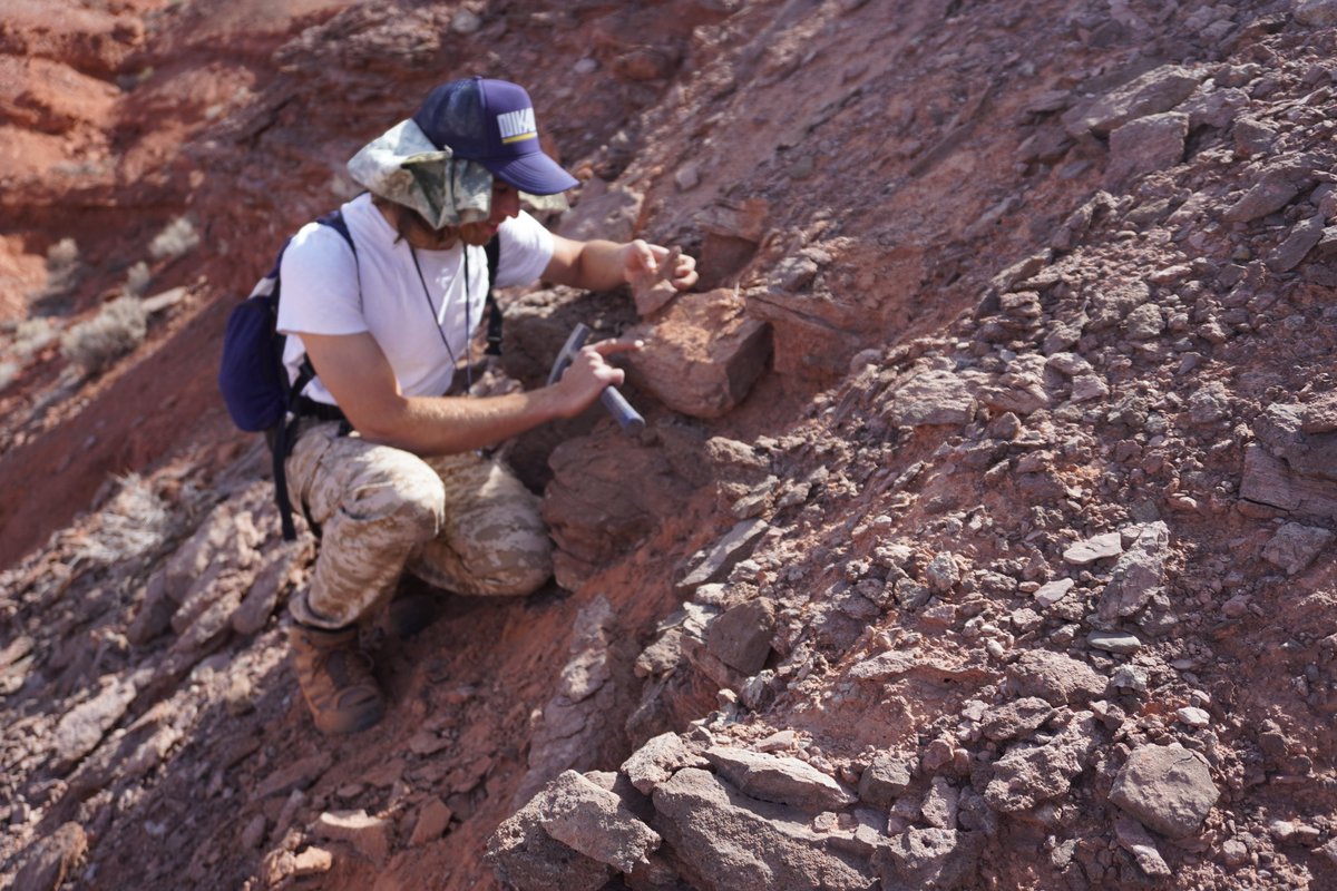 An amazing trip to #BearsEars with joint team from @USCPaleoSci, @CarnegieMNH and @IMNH208. Lots of new fossils in the Cutler & Chinle Formations, including #fishapods, rare skull remains of the sail-backed Platyhystrix, and our first aistopod (among other finds) #FossilFriday