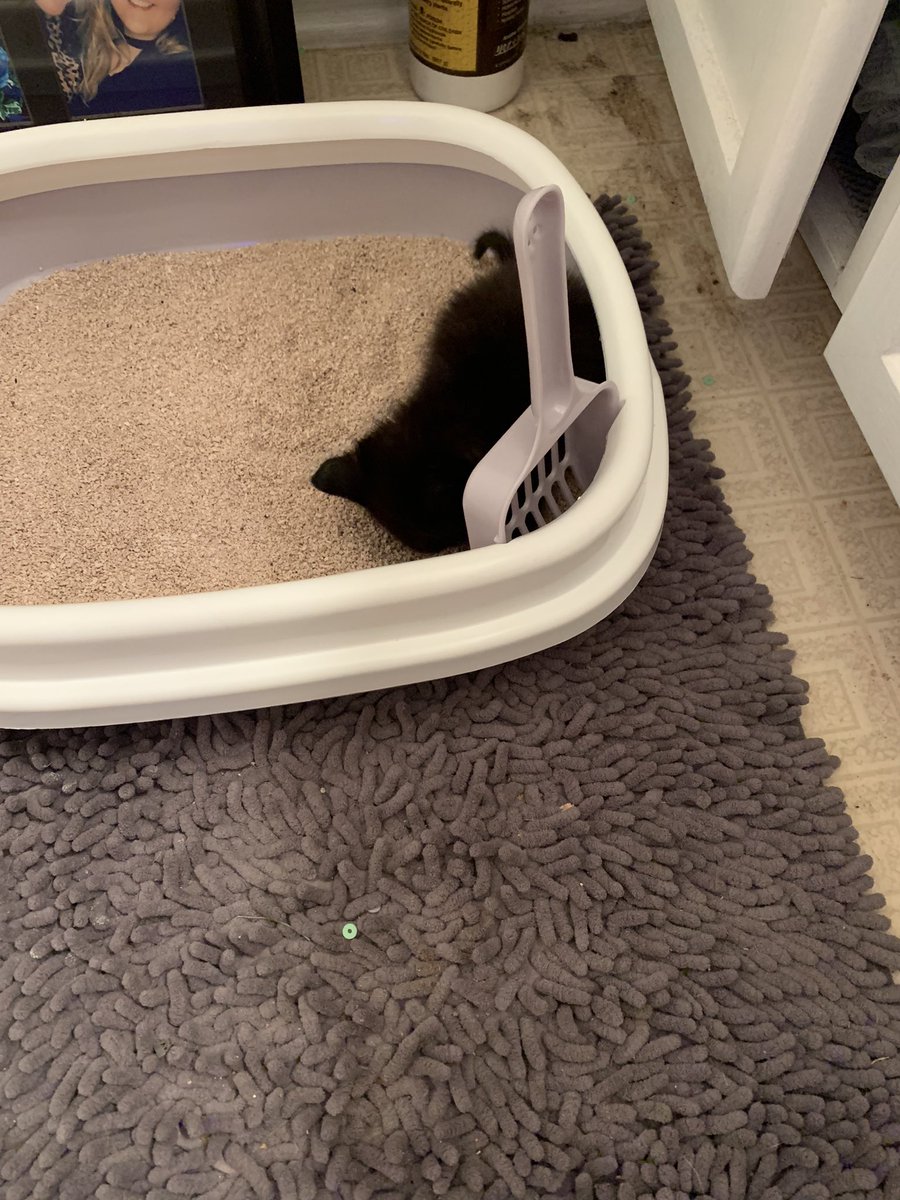 HChambers216's tweet photo. My baby used the litter box for the first time! 🎉😻 #kitten #blackcat #rescue #JasperLucifer https://t.co/l9dPtHilMa