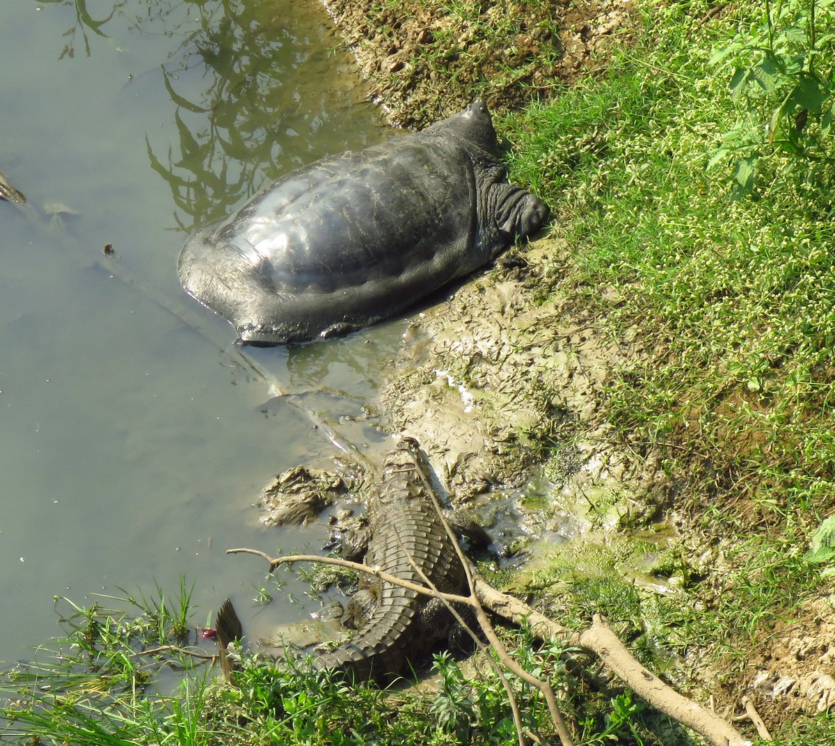 Celebrating world crocodile day but of course we can’t help it, we had to throw in a turtle in there too! Here’s to conserving freshwater habitats that are home to these apex predators and water giants. #WorldCrocodileDay