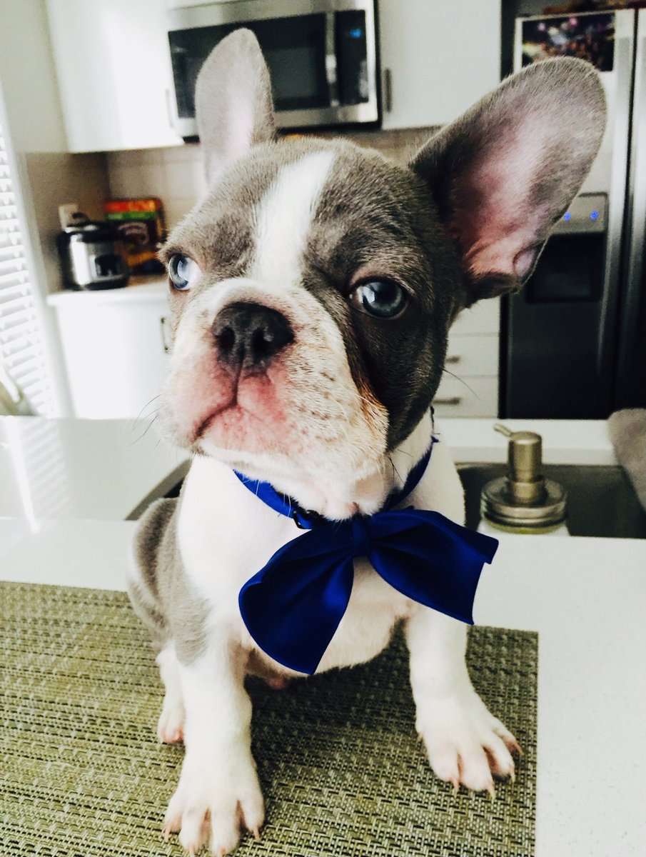 My inspiration to create this nft project #nft #NFTCommumity #comingsoon #nftart #skyethefrenchie #doodleskye #doodlepawssociety