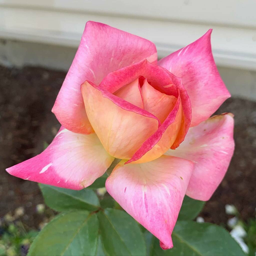 ceruleansky's tweet photo. Caribia 💖
•
•
•
#onlyrosesfromnowon #mygarden #nofilter #latergram #rose #roses #caribia #caribiarose #caribiaroses #flower #flowers https://t.co/hH8C2IFLIN