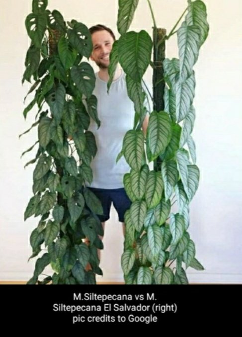 philodendron wizard 4